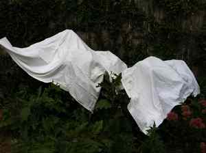 Covered plants.jpg